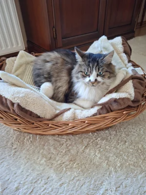 Foto des Albums: Kater Peter
