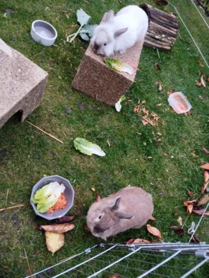 Foto des Albums: Kaninchen Flöckchen