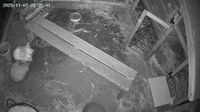 Foto des Albums: Kaninchen Flöckchen