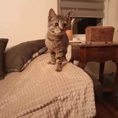 Foto des Albums: Katerchen Freddy