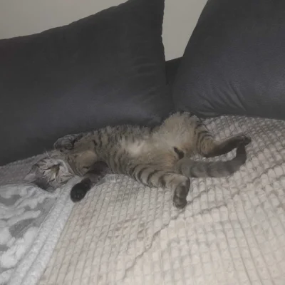 Foto des Albums: Katerchen Freddy