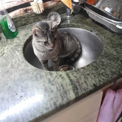 Foto des Albums: Katerchen Freddy