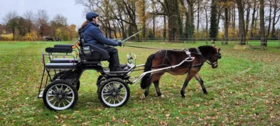 Foto des Albums: Erstes Dressur-Training Lehrgang 2025