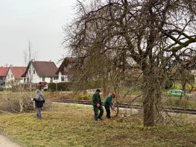 202511-14 Rappelsdorf Baumpflege  (Bild vergr&ouml;&szlig;ern)
