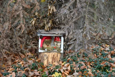 Foto des Albums: Wichtelweg