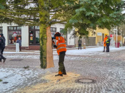 Foto des Albums: Der Weihnachtsbaum vor dem Rathaus wurde aufgestellt