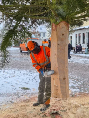 Foto des Albums: Der Weihnachtsbaum vor dem Rathaus wurde aufgestellt