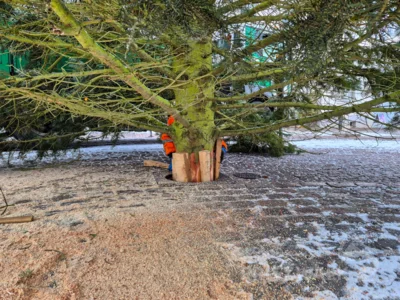 Foto des Albums: Der Weihnachtsbaum vor dem Rathaus wurde aufgestellt