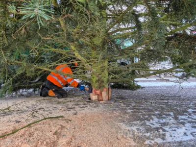 Foto des Albums: Der Weihnachtsbaum vor dem Rathaus wurde aufgestellt