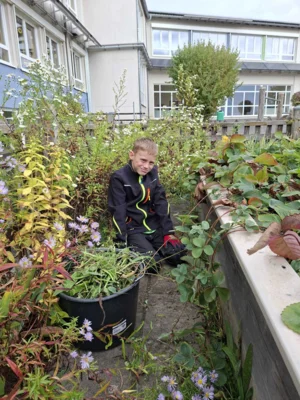 Foto des Albums: Herbstliche und adventliche Arbeiten in der AG Schulgarten