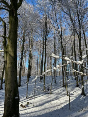 Foto des Albums: Totenborn, Blutbach und leckere Torten
