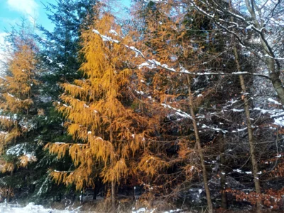 Foto des Albums: Totenborn, Blutbach und leckere Torten