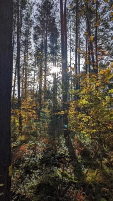 Foto des Albums: 28. Erlebnistag Wandern des Kreissportbundes am 31.10.2025 in Hohenleipisch