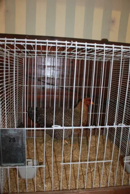 Foto des Albums: Kleintierschau 2024