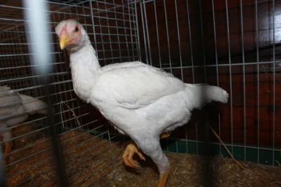 Foto des Albums: Kleintierschau 2024