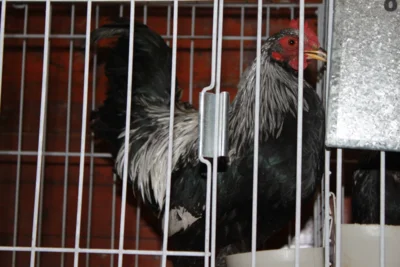 Foto des Albums: Kleintierschau 2024
