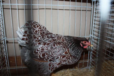 Foto des Albums: Kleintierschau 2024