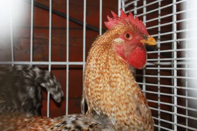 Foto des Albums: Kleintierschau 2024