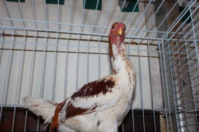 Foto des Albums: Kleintierschau 2024