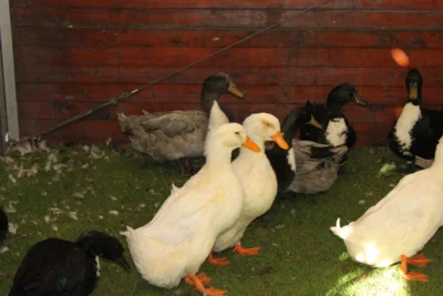 Foto des Albums: Kleintierschau 2024