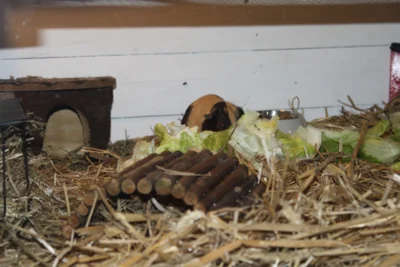 Foto des Albums: Kleintierschau 2024