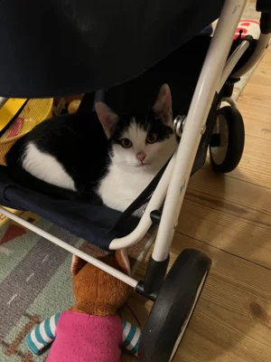 Foto des Albums: Katze Mimi