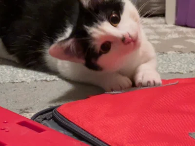 Foto des Albums: Katze Mimi