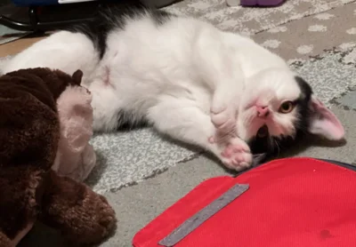 Foto des Albums: Katze Mimi