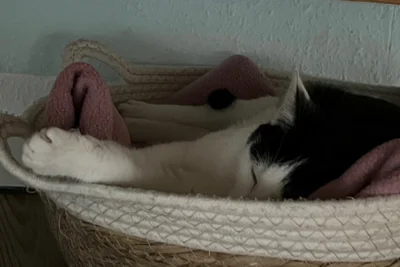 Foto des Albums: Katze Mimi