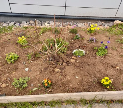 Foto des Albums: Neue Blumenbeete angelegt