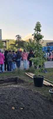 Foto des Albums: Baumpflanzung