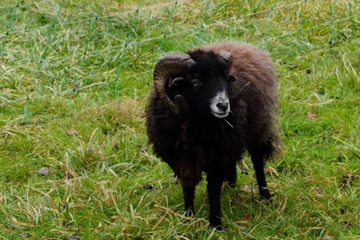 Ein schwarzes Schaf ist immer  (Bild vergr&ouml;&szlig;ern)