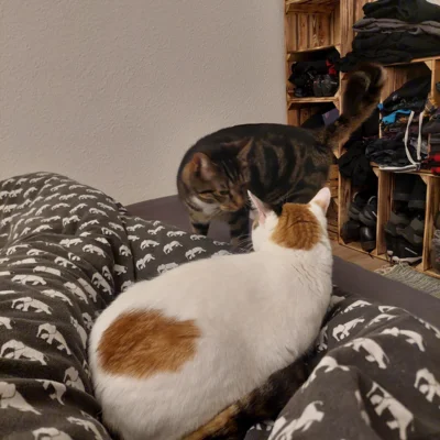 Foto des Albums: Minnie und Turbo