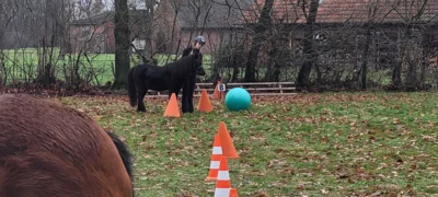 Foto des Albums: Zweites Dressurtraining Lehrgang 2025