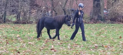 Foto des Albums: Zweites Dressurtraining Lehrgang 2025