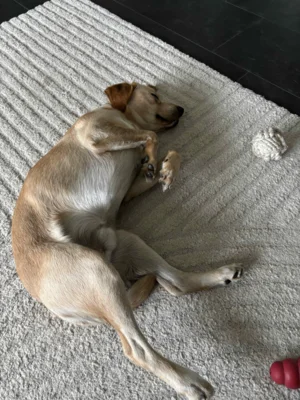 Foto des Albums: Lenny macht seine Besitzer glücklich