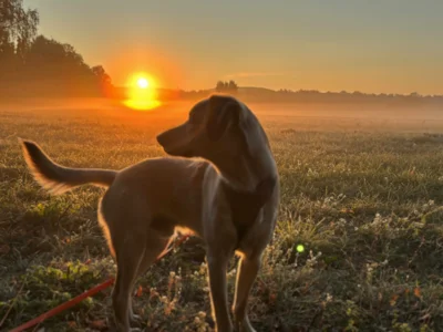Foto des Albums: Lenny macht seine Besitzer glücklich