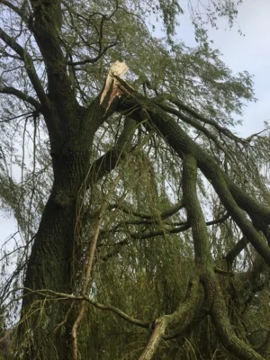 Foto des Albums: Dorfreinigung 2018