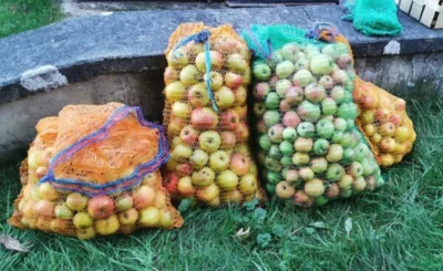 reichlich &Auml;pfel von einer Rothensteiner Streuobstwiese  (Bild vergr&ouml;&szlig;ern)