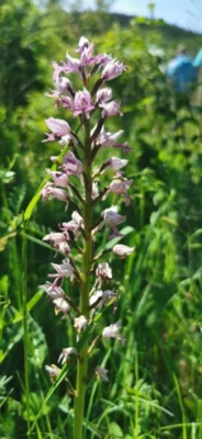 Helmknabenkraut  (Bild vergr&ouml;&szlig;ern)