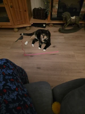 Foto des Albums: Katze Emmi