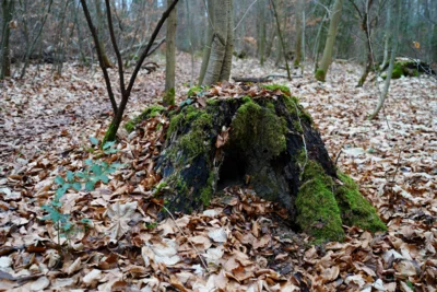 Rechts des Pfades  (Bild vergr&ouml;&szlig;ern)