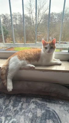 Foto des Albums: Piet