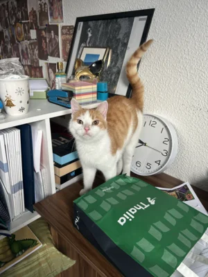 Foto des Albums: Piet