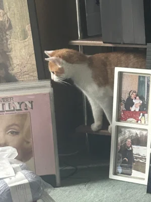 Foto des Albums: Piet