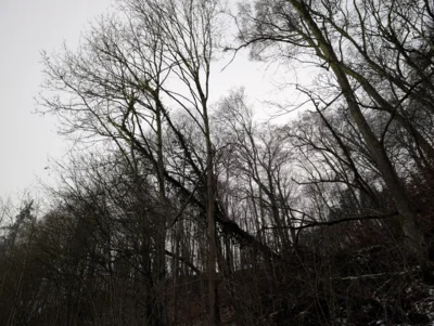 Foto des Albums: Einsatz ERK - Baum auf Straße Lontal