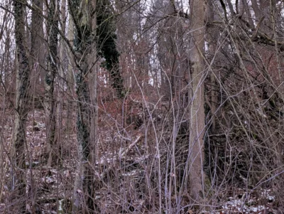 Foto des Albums: Einsatz ERK - Baum auf Straße Lontal