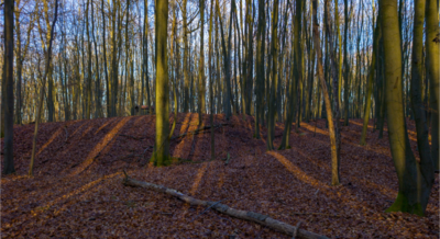 Foto des Albums: Kurzvorstellung Slawenburg Ruhner Berge