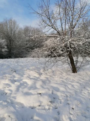 Foto des Albums: Schneewandertag