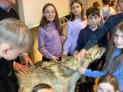 Foto des Albums: Der Wolf ist zurück – und wir wissen jetzt Bescheid!
